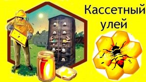 Пчелы Кассетный улей .. Осмотр отводков