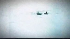 Ледяная стена охраняется и не только людьми.