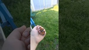 бабочка крапивница