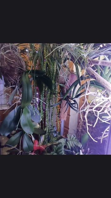 флорариум вертикальный спустя 2 месяца смотреть онлайн