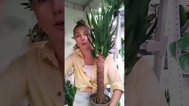 Новое поступление растений 29.07.25 - Банан, Фикус Лирата Бамбино, Юкка, Зигопеталум Орхидея