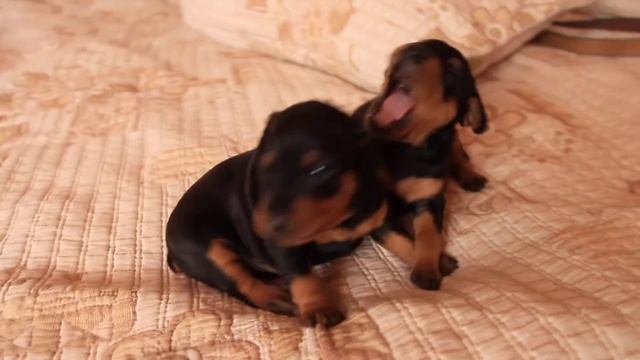 Бой Щенков Цвергпинчера смотреть онлайн