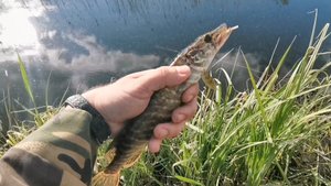 Рыбалка на щуку. Приём радиолюбителей на диапазоне 20 метров. 19 мая 2025 год.