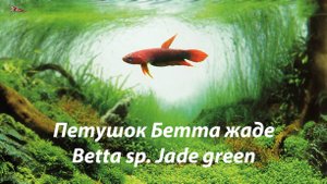 Петушок Бетта жаде грин / Betta sp jade green