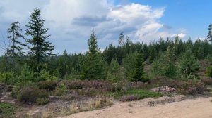 Заблудились в лесу