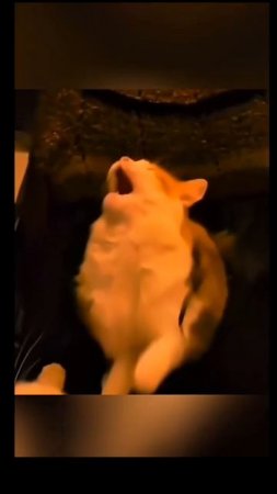 1000066879.mp4