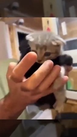 Чел взял котенка из приюта, но тот отказался уходить без своего  Друга