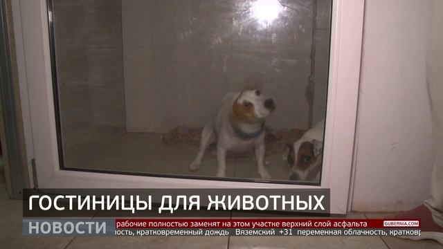 Дефицит зоогостиниц: куда пристроить питомца? Новости. 30/07/2025. GuberniaTV