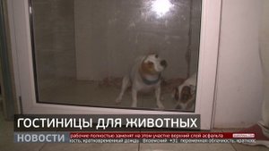 Дефицит зоогостиниц: куда пристроить питомца? Новости. 30/07/2025. GuberniaTV