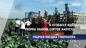 В Кузбассе идёт уборка ранних сортов капусты