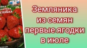 Земляника из семян за один сезон.