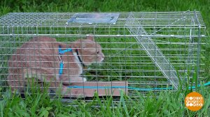 Котик, не теряйся, полезай в котоловку! Доброе утро. Фрагмент выпуска от 30.07.2025
