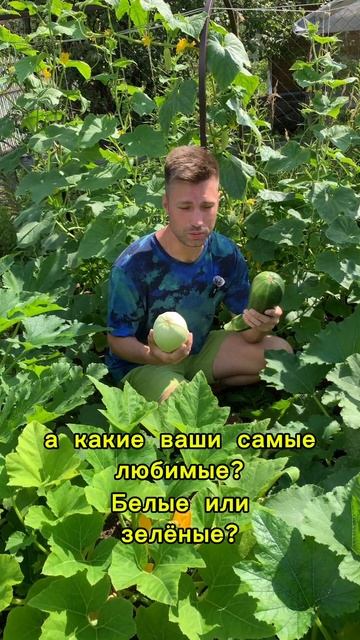 Что выбираете вы? Белоплодные или цукини? А может быть патиссоны?