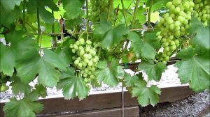 29.07.2025 года. Второй (заключительный) этап нормировки урожаем каждой лозы виноградного куста!