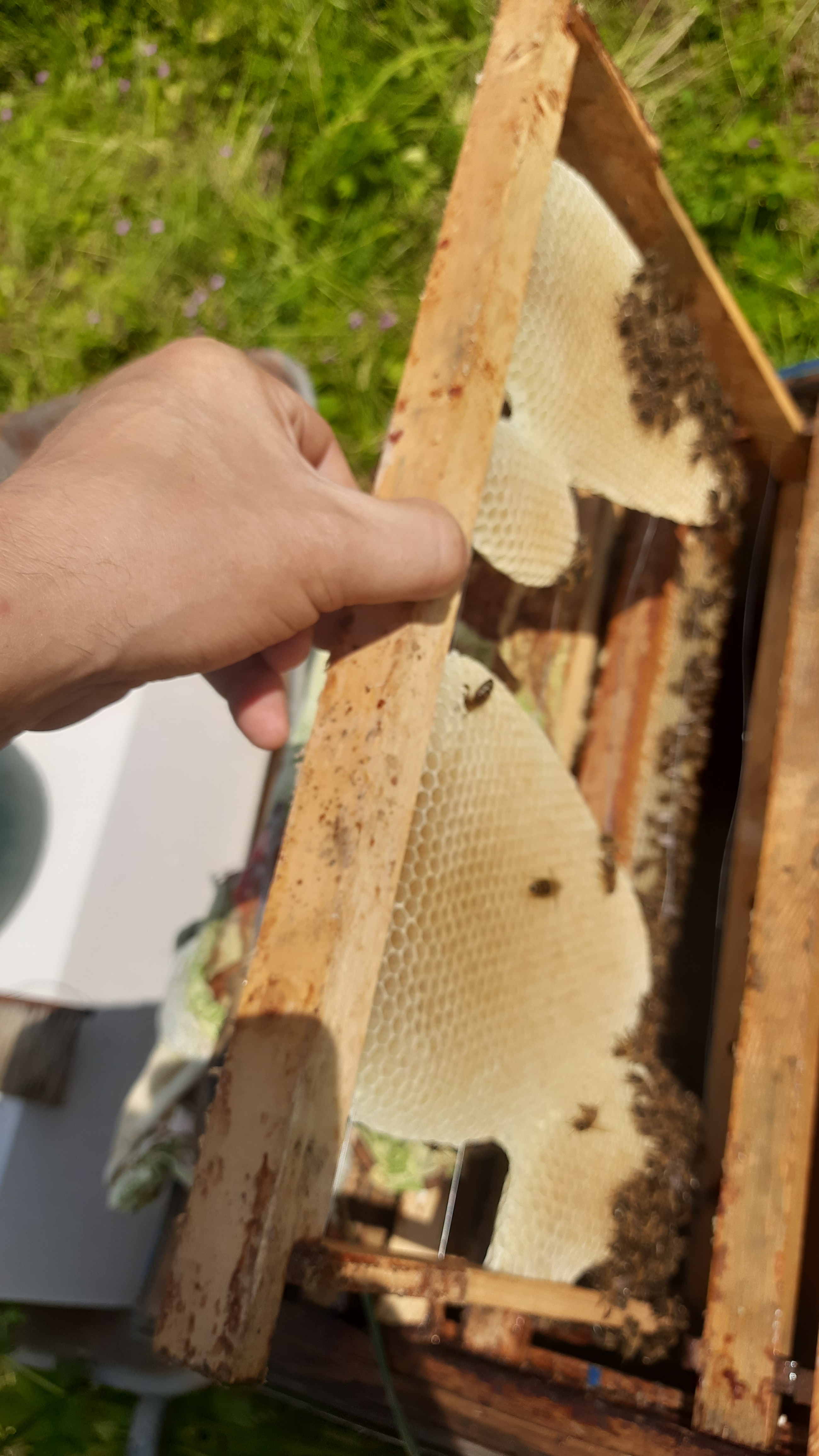 Пчеловодство