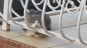 Лнивый кот. Или философский?)