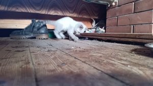 Котёнок и мышонок