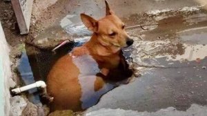 ЛУЧШИЕ МОМЕНТЫ СОБАК, КОТОРЫЕ ЗАСТАВЯТ ВАС СМЕЯТЬСЯ