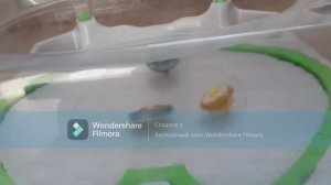 Рамдом турнир