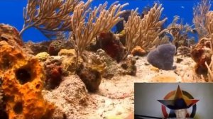 Тайные рычаги _ Стыд, Позор и Запреты Эмоций