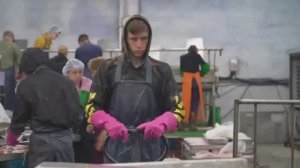 Студенческие отряды на путине.