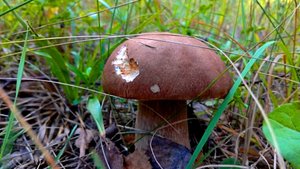 БЕЛЫЕ ГРИБЫ