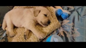 Щенок золотистого ретривера (голдена) мальчик зелёный ошейник