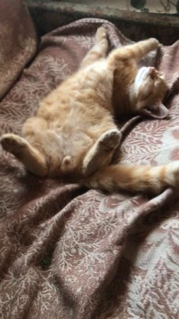 Котёнок по имени Стёпа