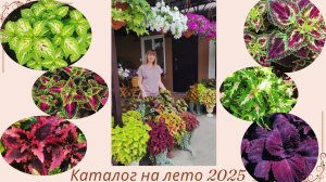 Открываю прием заказов .Продажа сортовых колеусов. Видео каталог на лето.