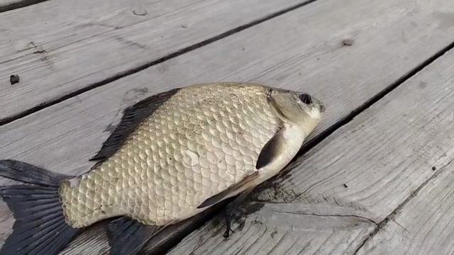 Крупный карась😎