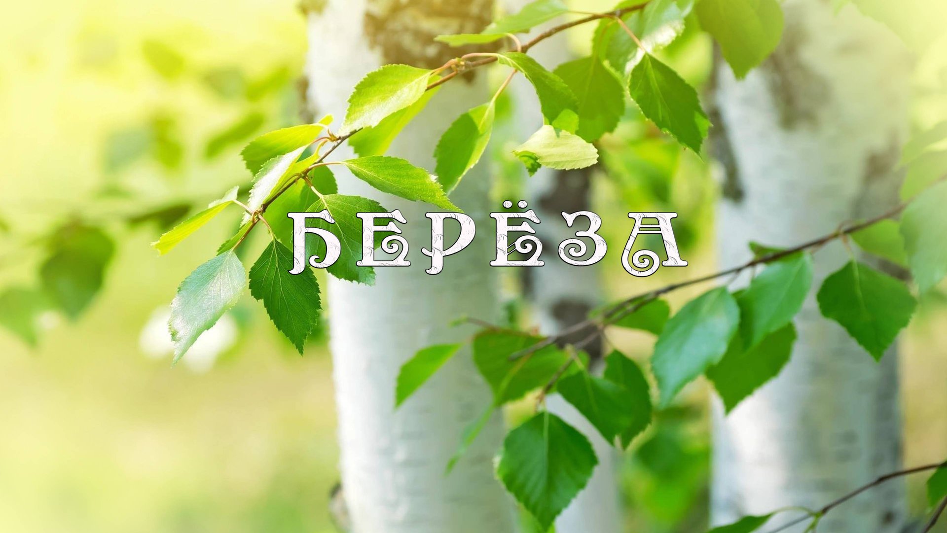 Берёза смотреть онлайн