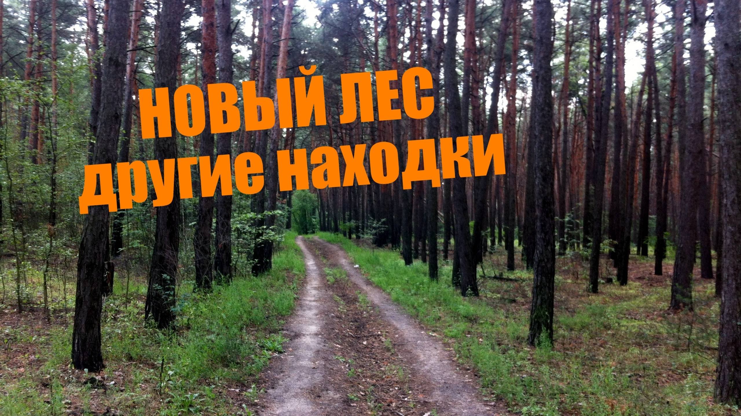 С разведкой в другом лесу | Совсем не те находки... #леснойкоп