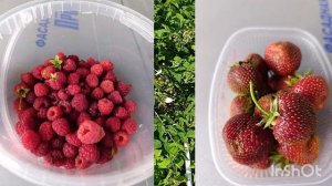 30-07-2025. Я снова в строю!😉🤗.  Молодки радуют!🥚