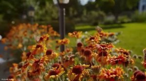 🌹Музыка расслабляет нервную систему, улучшает память 🌿