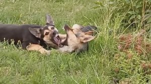 Собачьи радости.