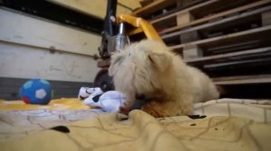 ИГРА В КАЛЬМАРА В РЕАЛЬНОЙ ЖИЗНИ | 24 ЧАСА В ГРУЗОВИКЕ С котом и СОБАКОЙ