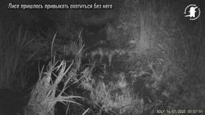 Где лисий хвост