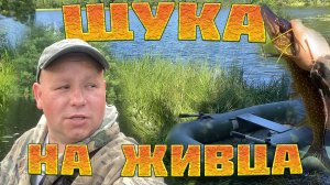 РЫБАЛКА на ЩУКУ на живца. Летние жерлицы, самоловки.