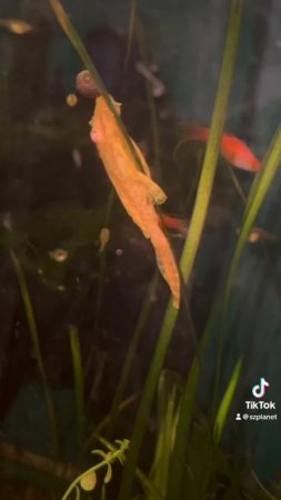 Этот мир мне абсолютно понятен. А ты иди -суетись… Рыбка в медитации. #fishlife #meditation #fish