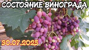 Состояние винограда на 30.07.2025 - Донбасс 🇷🇺