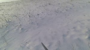 Сумасшедшая охота на норного зайца