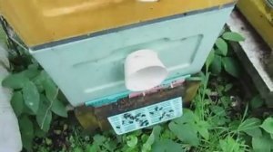 пчелы трутовки на пасеке - один из вариантов работы с пчелами трутовками , обновление 30.07.2025