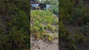 VID_20250730_115809.mp4