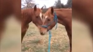 СМОТРЕТЬ ВИДЕО ПРИКОЛЫ 2025 ПОД НОМЕРОМ 6