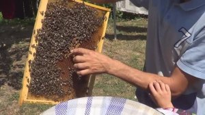 В ГОСТЯХ У ПЧЕЛОВОДА / СЛЁТ КЛУБА ИСКАТЕЛЕЙ ПРИКЛЮЧЕНИЙ ВТОРАЯ ЧАСТЬ