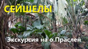 Сейшелы день 7. Экскурсия на Праслен. Всё побережье, 2 лучших пляжа и заповедник кокосов