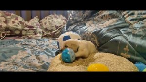 Щенок голдена девочка бирюзовый ошейник