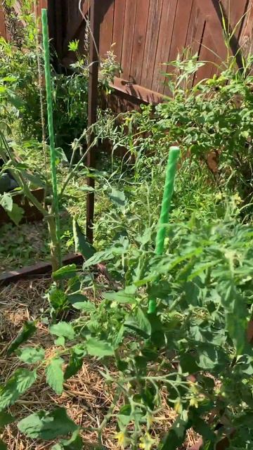 Шёл за огурцами а в итоге записал мини-обзор огорода...