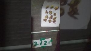 ЧЕЛОВЕК ЗА ОКНОМ В РЕАЛЬНОЙ ЖИЗНИ