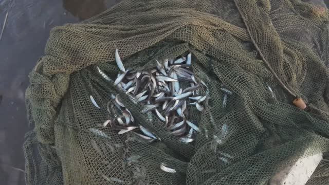 ЛОВЛЯ ТУГУНКА В СЕВЕРНОЙ ЯКУТИИ смотреть онлайн